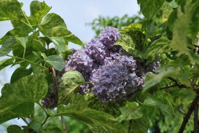 Syringa vulgaris 'Aucubifolia' - šeřík obecný - květenství a listy 2019